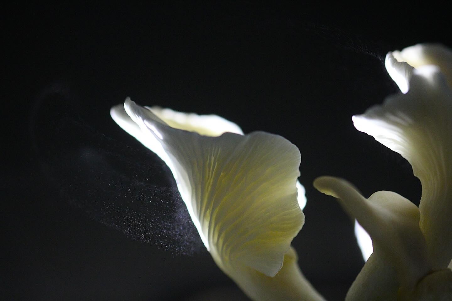 A lit fungal fruiting body against a black background releases a cloud of spores.